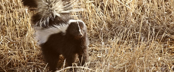 Hazlet skunk control